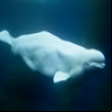 Beluga Whales