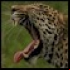 Safari Live