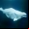 Beluga Whales